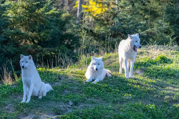 Lobo Ártico Manada Lobos Blancos Pie Bosque Canadá — Foto de Stock
