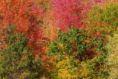 Kanada 'da bir orman, sonbahar boyunca, ağaçların güzel renkleri