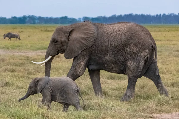 Δύο Ελέφαντες Στη Σαβάνα Στο Πάρκο Σερενγκέτι Μητέρα Ένα Μωρό — Φωτογραφία Αρχείου