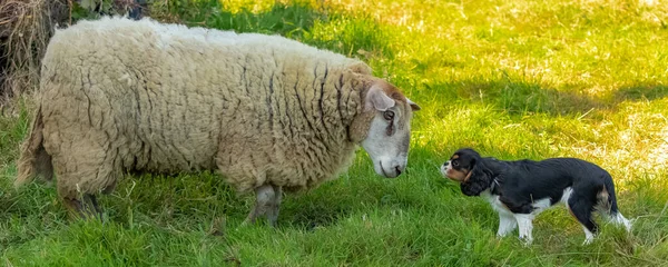 羊と小さな犬の顔が向かい合って — ストック写真