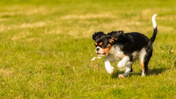 Ein Hund Kavalier König Charles Ein Niedlicher Welpe Läuft Auf — Stockfoto