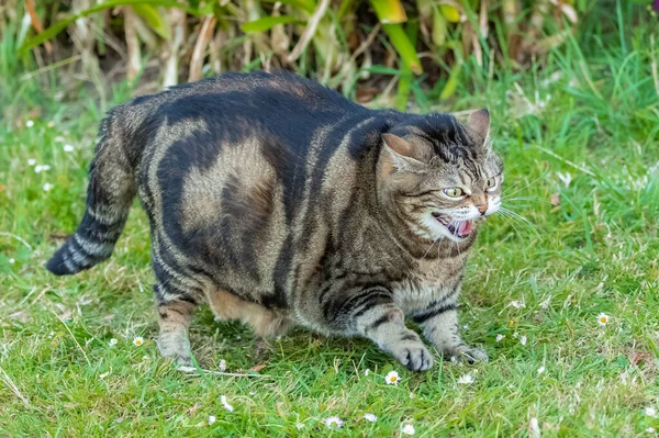 庭で猫が口笛を吹いて面白い動物 — ストック写真