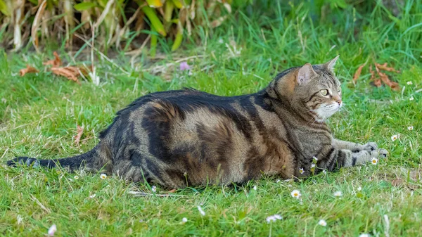 庭に立っている太った猫面白い動物 — ストック写真