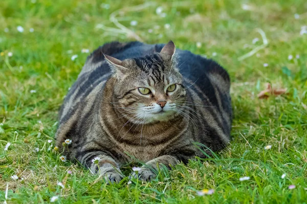 庭に立っている太った猫面白い動物 — ストック写真