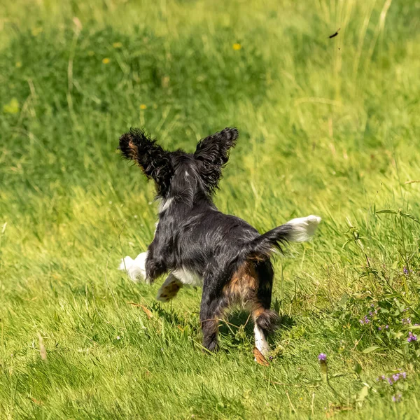Cão Cavaleiro Rei Charles Cachorrinho Bonito Correndo Gramado Tentando Pegar — Fotografia de Stock