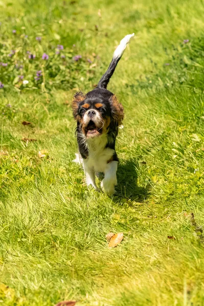 Pies Kawaler Król Charles Śliczny Szczeniak Biegający Trawniku Próbujący Złapać — Zdjęcie stockowe