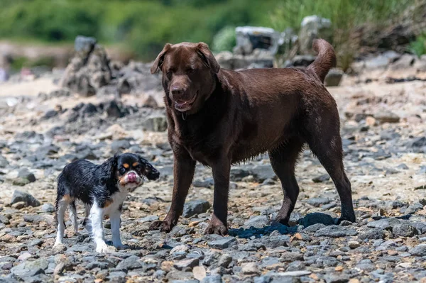 Een Hond Cavalier Koning Charles Een Schattige Puppy Het Strand — Stockfoto