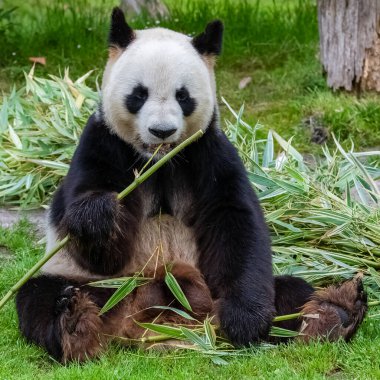 Genç dev panda çimenlerde bambu yiyor, portre