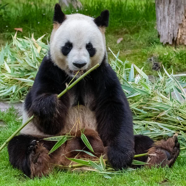 Ung Kæmpe Panda Spiser Bambus Græsset Portræt - Stock-foto