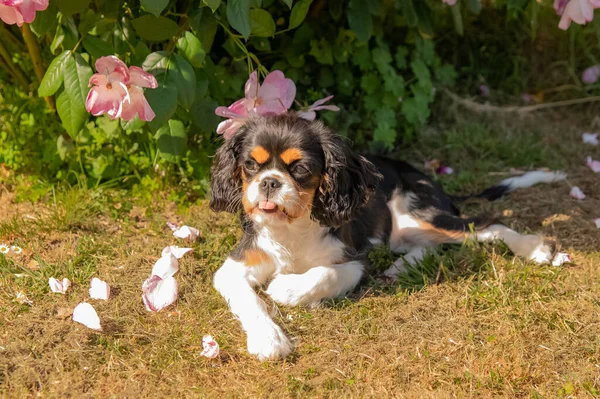 Hund Grottforskare Kung Charles Söt Valp Som Ligger Trädgården Sticker — Stockfoto