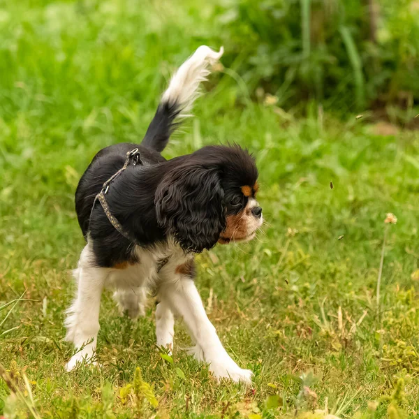 Câine Cavaler Rege Charles Cățeluș Drăguț Care Încearcă Prindă Lăcuste — Fotografie, imagine de stoc