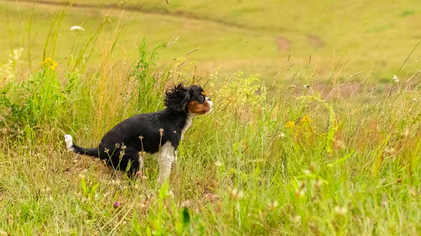 Cavaliere Cane Charles Cucciolo Carino Cercando Catturare Cavallette — Foto Stock