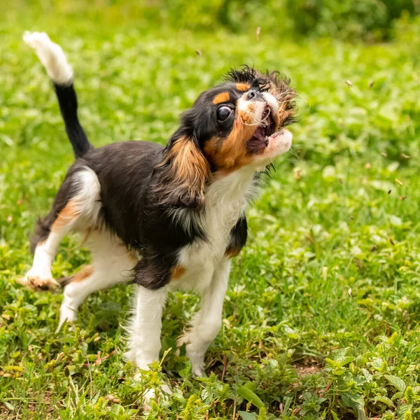 Cavaliere Cane Charles Cucciolo Carino Cercando Catturare Cavallette — Foto Stock