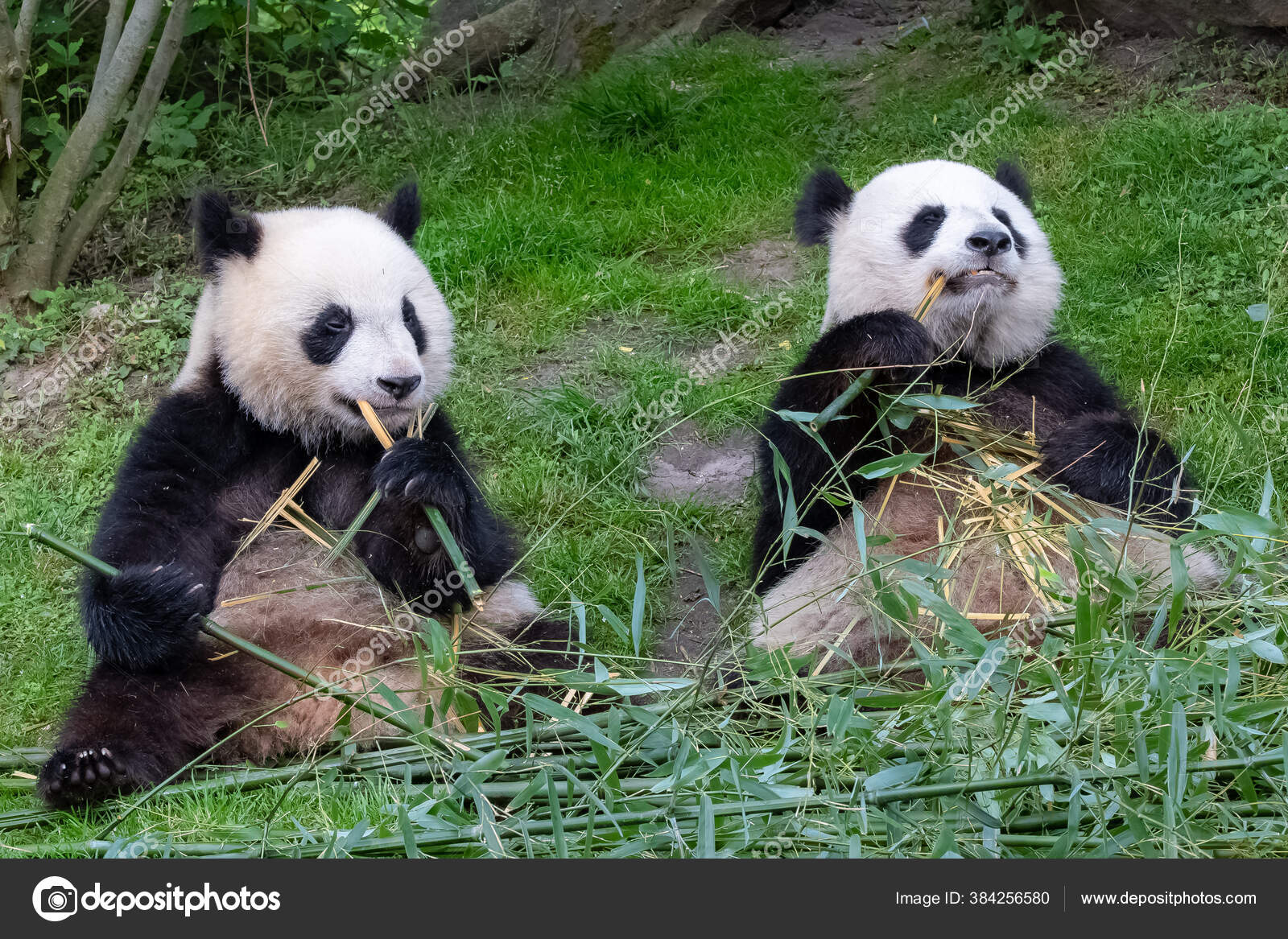 Giant Pandas Bear Pandas Baby Panda His Mother Eating Bamboo Stock Photo Image By C Pascalegueret