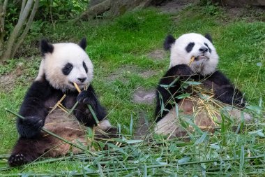 Dev pandalar, ayı pandalar, yavru panda ve annesi bambu yiyor.