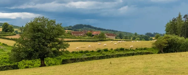 Fransa Burgundy Tipik Bir Çiftlik Inek Sürüsüyle Güzel Bir Kampanya — Stok fotoğraf