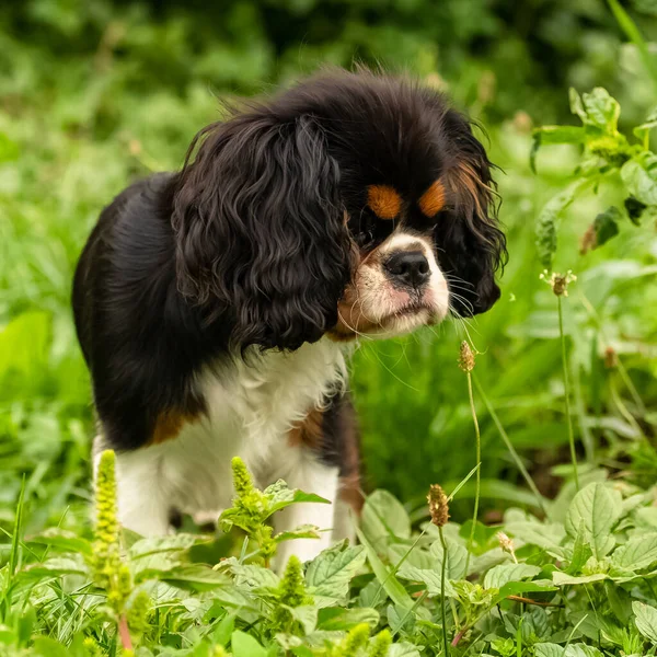 Cane Cavaliere Carlo Simpatico Cucciolo Campo Primavera — Foto Stock