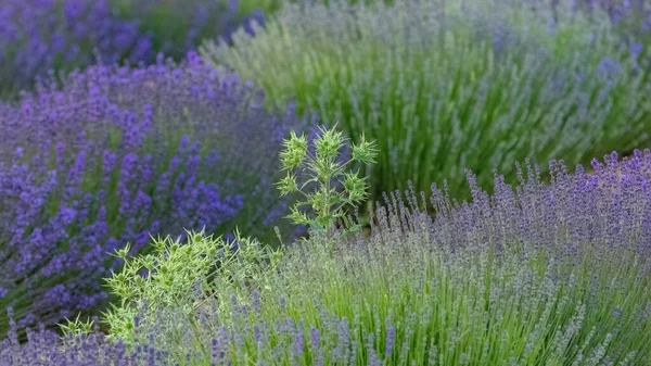 Lavendelfält Provence Färgglatt Landskap Våren Tistel — Stockfoto