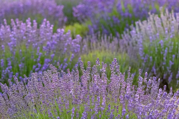 Champ Lavande Provence Paysage Coloré Printemps — Photo