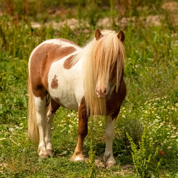 Joli Poney Blanc Marron Avec Une Longue Crinière — Photo