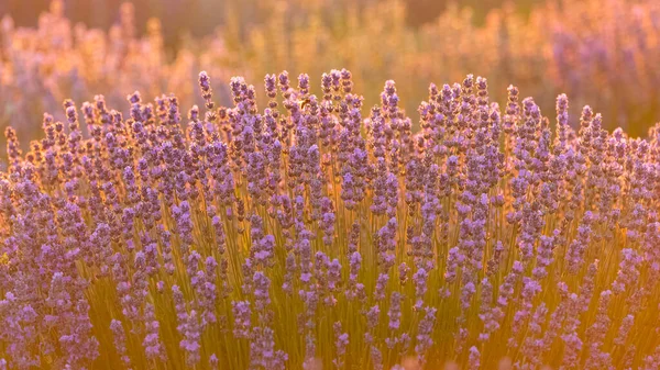 Lavendel Fält Provence Vackert Ljus Bakgrunden — Stockfoto