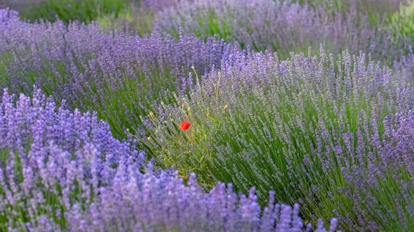 Campo Lavanda Provenza Paisaje Colorido Primavera Con Una Amapola —  Fotos de Stock