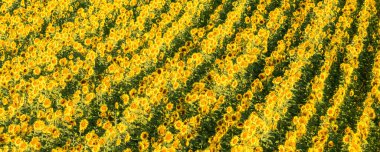 Provence 'de güneş alan ayçiçeği tarlası, sarı arkaplan