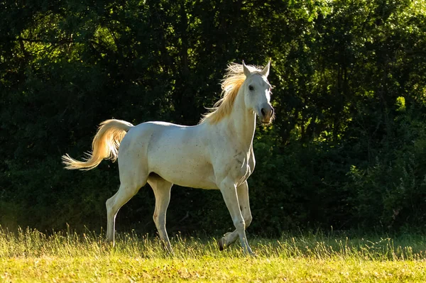 White Horse Purebred Running Field — Stock Photo, Image