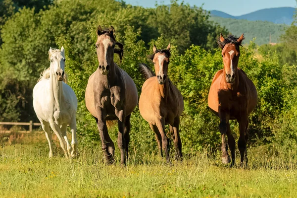 Manada Cavalos Puros Correndo Campo — Fotografia de Stock