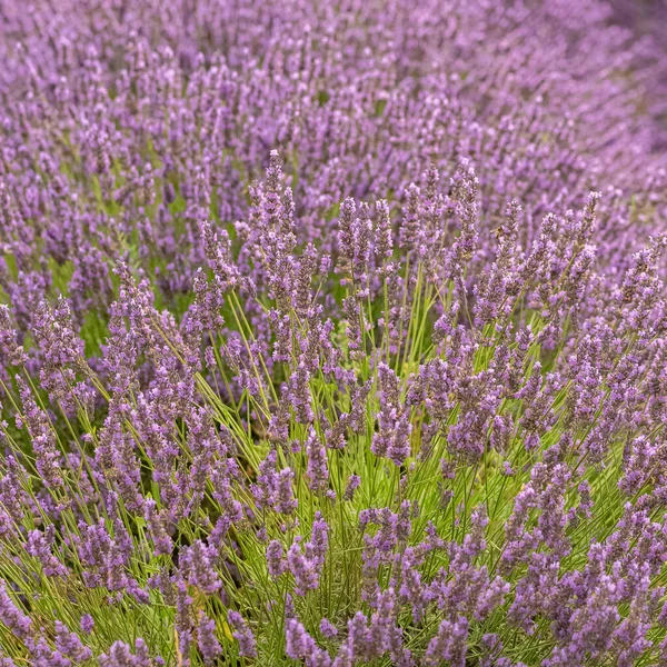 Lavendelfeld Der Provence Farbenfroher Hintergrund Frühling — Stockfoto