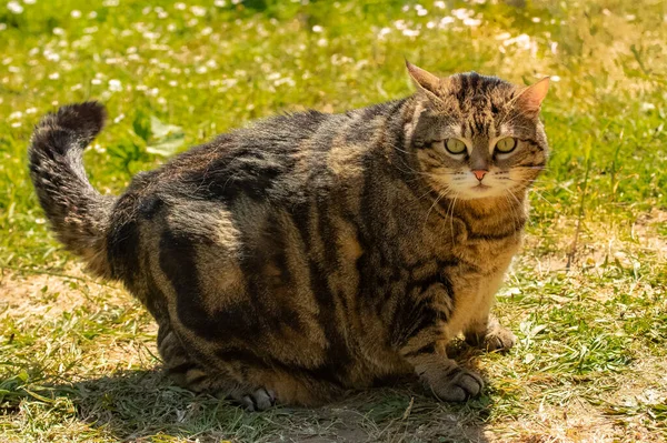 Bahçede duran şişman bir kedi, komik bir hayvan.
