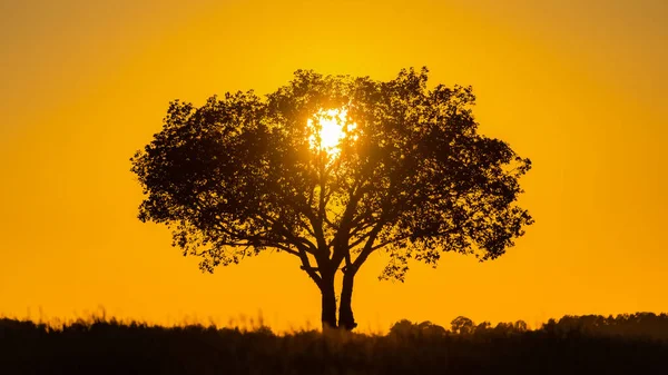 Baum Sonnenuntergang Der Provence Farbenfrohe Landschaft — Stockfoto