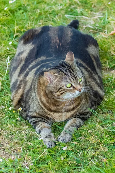 Bahçede Yatan Şişman Bir Kedi Komik Bir Hayvan — Stok fotoğraf