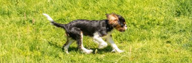 Süvari bir köpek Kral Charles, baharda tarlada şirin bir köpek yavrusu.