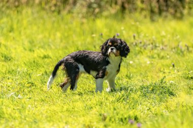 Süvari bir köpek Kral Charles, baharda tarlada şirin bir köpek yavrusu.