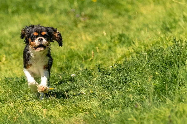 Pies Kawaler Król Charles Słodki Szczeniak Biegający Polu Wiosną — Zdjęcie stockowe