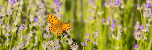 蝴蝶在普罗旺斯的薰衣草地里 春天的背景五彩斑斓 — 图库照片