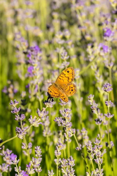 蝴蝶在普罗旺斯的薰衣草地里 春天的背景五彩斑斓 — 图库照片