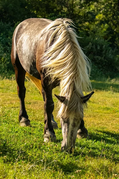 Cheval Pur Sang Avec Crinière Blonde Dans Champ Provence — Photo