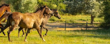 Provence 'de bir tarlada koşan safkan genç atlar.