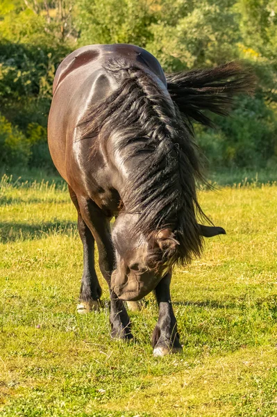 Pur Sang Chevaux Bruns Paissant Dans Champ Provence — Photo