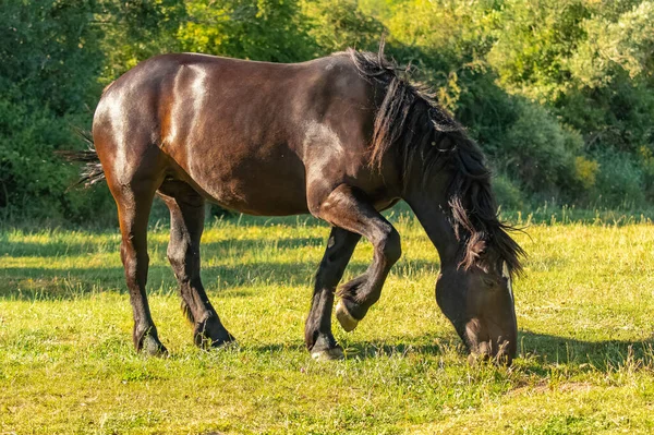 Pur Sang Chevaux Bruns Paissant Dans Champ Provence — Photo