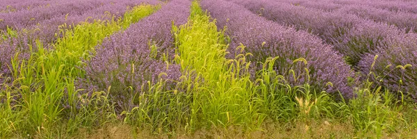 Lavendel Fält Provence Färgstark Bakgrund Våren — Stockfoto
