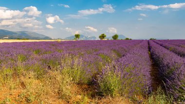 Provence 'deki lavanta tarlası, baharda renkli arka plan