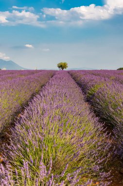 Provence 'deki lavanta tarlası, baharda renkli arka plan