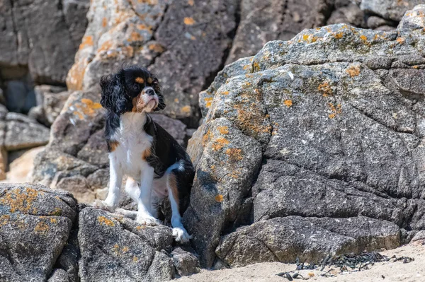 Simpatico Cucciolo Carlo Seduto Sulla Roccia Sulla Spiaggia — Foto Stock