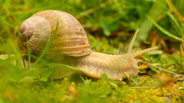 Big Snail Garden Rain — Stock Photo, Image