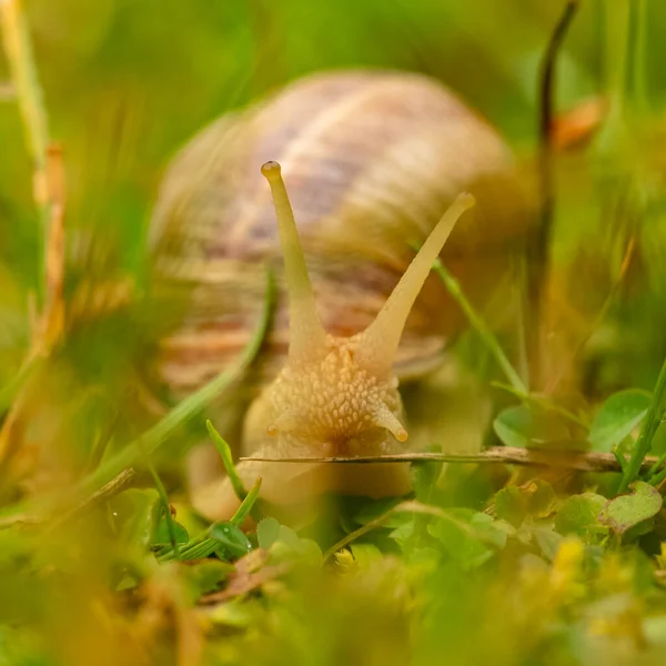 雨后花园里的一只大蜗牛 — 图库照片