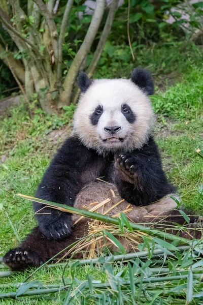 Mladý Obr Panda Jíst Bambus Trávě Portrét — Stock fotografie