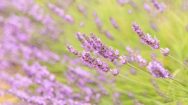 Provence 'de bir tarlada lavanta çiçekleri, güzel bir arka plan.